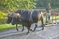 Man with two oxen pulling sled on street in the Valle de ViÃ¯Â¿Â½ales, in central Cuba