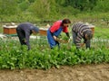 Man and two women picking chard Royalty Free Stock Photo