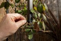 Man tying climbing rose to an arch with plastic coated garden wire