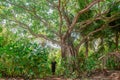 Man under the beautiful tree in the tropical rainforest jungles at the island Manadhoo the capital of Noonu atoll Royalty Free Stock Photo