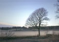 Man under a naked tree in misty agricultural landscape.