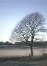 Man under a naked tree in misty agricultural landscape.