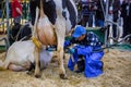 Man using automated cow milking facility equipment at cattle dairy exhibition Royalty Free Stock Photo