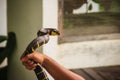 A man is using bare hand to catch the Boiga dendrophila snake, c