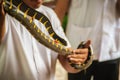 A man is using bare hand to catch the Boiga dendrophila snake, c