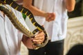 A man is using bare hand to catch the Boiga dendrophila snake, c