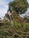 Man using chainsaw on ivy covered tree Royalty Free Stock Photo