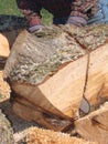 Man using chainsaw to cut log Royalty Free Stock Photo
