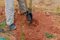 Man using hand post hole digger with digging a fence post Royalty Free Stock Photo