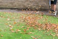 Clearing leaves from the garden Royalty Free Stock Photo