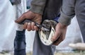 Man using pick knife tool to clean horse hoof, before applying new horseshoe. Closeup up detail to hands holding animal feet