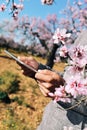 Man using a tablet in a grove of almond trees in full bloom