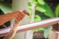 A man using the unique ability to catch a king cobra snake with Royalty Free Stock Photo