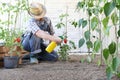 Man in vegetable garden sprays pesticide on leaf tomato plants, care of plants for growth concept Royalty Free Stock Photo