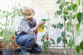 Man in vegetable garden sprays pesticide on leaf of tomato plants, care plants for growth concept Royalty Free Stock Photo