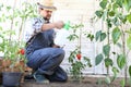 Man in vegetable garden sprays pesticide on leaf of tomato plants, care of plants