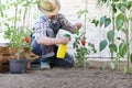 Man in vegetable garden sprays pesticide on leaf of tomato plants, care of plants