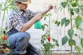 Man in vegetable garden sprays pesticide on leaf of tomato plants, care of plants