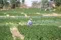 man in a vegetable garden in Timbuktu, northern Mali