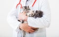 Man vet doctor holding many kittens cats for check health, animal pets check up. 3 Kittens in vet. Doctor hands holding