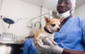 Man veterinarian holding a small dog in a veterinary clinic Royalty Free Stock Photo