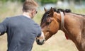 A man, viewed from the back, strokes the brown muzzle of a horse Royalty Free Stock Photo