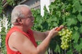 Man in vineyard picking grapes