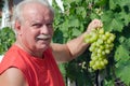 Man in vineyard picking grapes