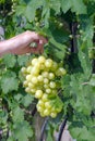 Man in vineyard picking grapes