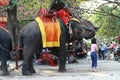 Man waiting for tourists to ride on elephant