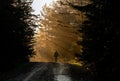 Man walk on a dirt road in a forest among tall green trees illuminated by the sunrise sun Royalty Free Stock Photo