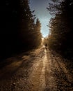 Man walk on a dirt road in a forest among tall green trees illuminated by the sunrise sun Royalty Free Stock Photo