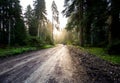 Man walk on a dirt road in a forest among tall green trees illuminated by the sunrise sun Royalty Free Stock Photo