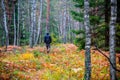 man walk in fall woods Royalty Free Stock Photo