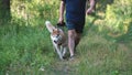 Man walkimg with husky in forest