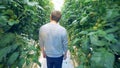 A man is walking along the passway of a tomato warmhouse