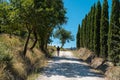 Man walking along via Francigena mud road with cypress trees on the both sides of the track. Royalty Free Stock Photo