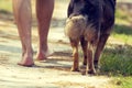 Man walking barefoot with a dog Royalty Free Stock Photo