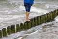 A man walking barefoot on piles of wooden breakwater with green algae in foaming water of Baltic Sea, Miedzyzdroje, Wolin Island, Royalty Free Stock Photo