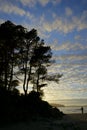 Man walking on the beach below gnarled trees at sunset, Tonquin Beach, Tofino