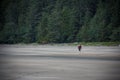 Man Walking Beach at San Josef Bay near Port Hardy, British Columbia