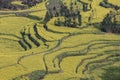 Man walking in a canola field, rapeseed flower field with morning fog in Luoping, China, near Kunming Royalty Free Stock Photo