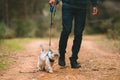 Man walking the cat on pet harness and leash. People and pets. Pets and human friendship