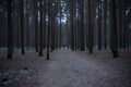 Man walking through the conifer forest, a country road through the forest