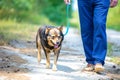 A man walking with a dog Royalty Free Stock Photo