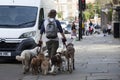 Man walking dogs on leashes