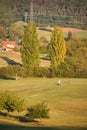 Man walking dogs on path