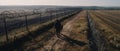 Man walking down a rural dirt road with a dog in front of a fence with barbed wire, AI-generated.