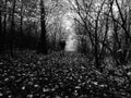 Man walking by footpath in dark misty forest in autumn