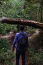 Man walking on forest track in afternoon light. a male traveler is walking through the forest.